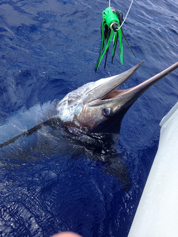 xareu-fishing-madeira-23