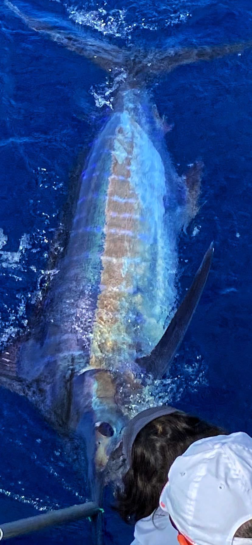 sport-fishing-madeira-47