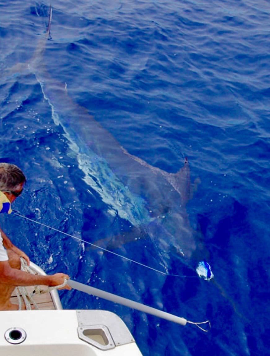 sport-fishing-madeira-48