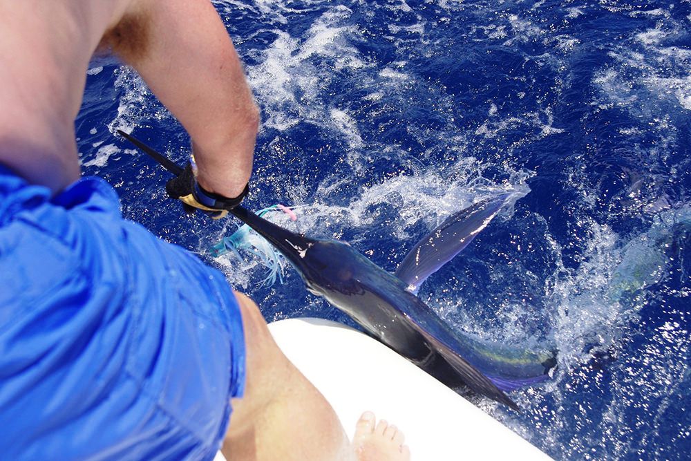 xareu-fishing-madeira-45