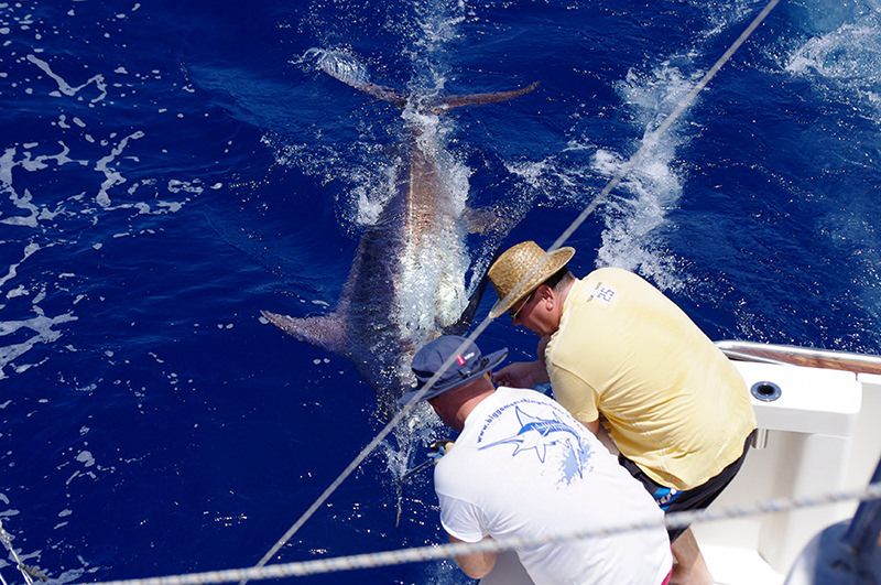 xareu-fishing-madeira-17