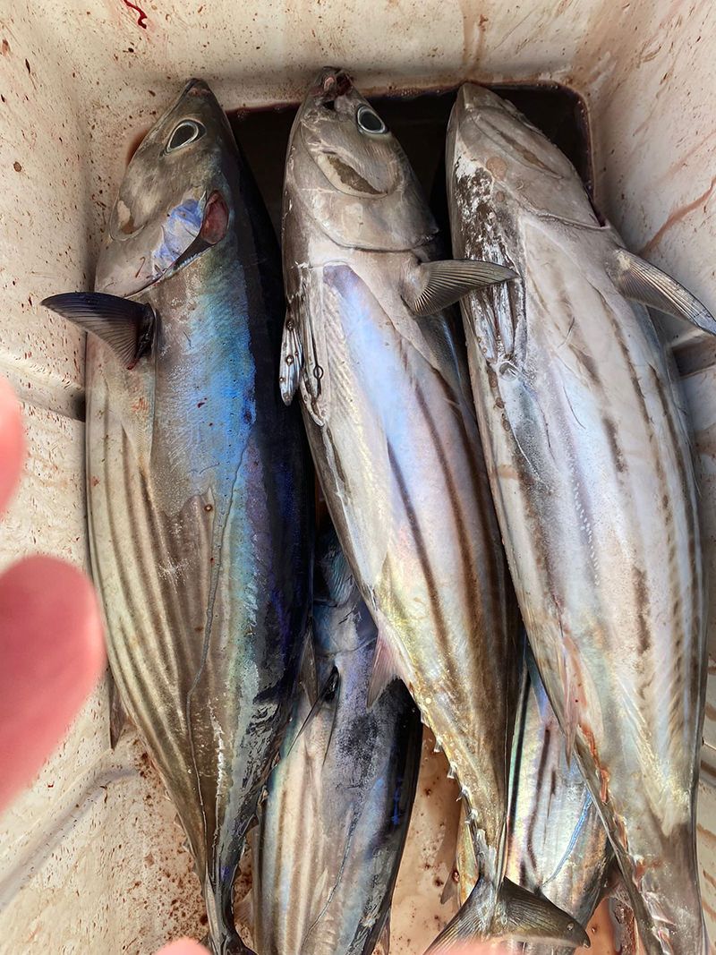 sport-fishing-madeira-64
