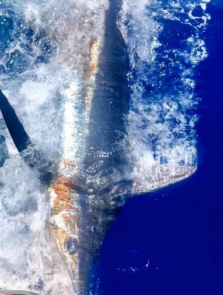 sport-fishing-madeira-45