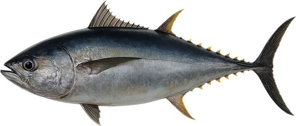 Big Eye Tuna