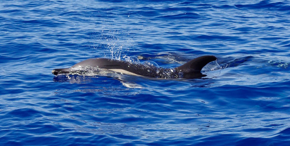 xareu-fishing-madeira-04