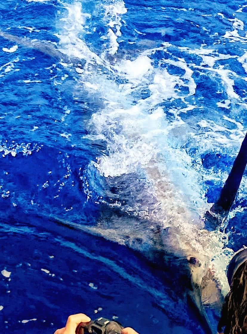 sport-fishing-madeira-44