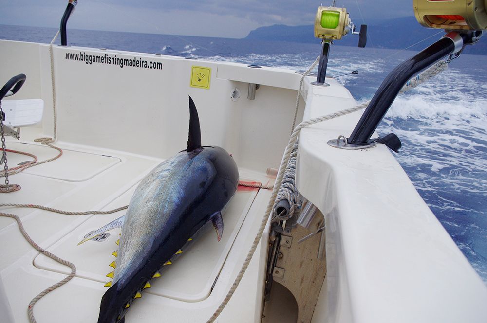 xareu-fishing-madeira-14