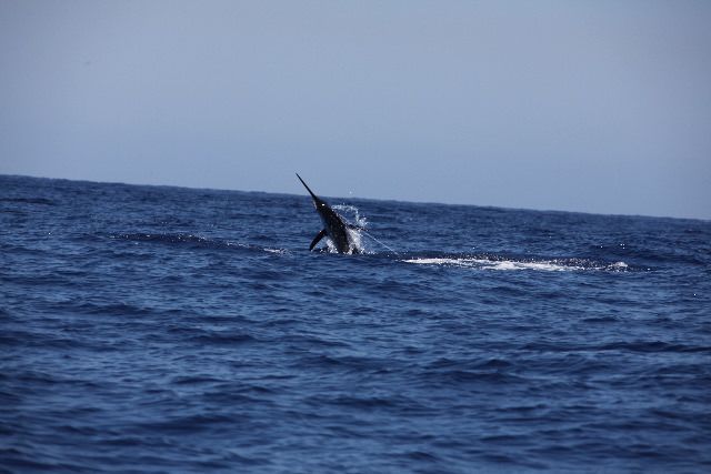 xareu-fishing-madeira-46