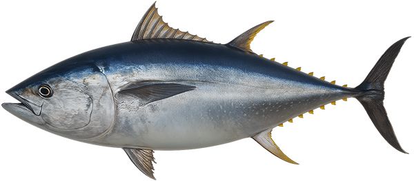 Blue fin Tuna