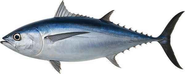 Albacore