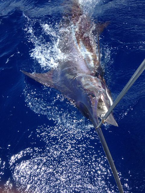 xareu-fishing-madeira-27
