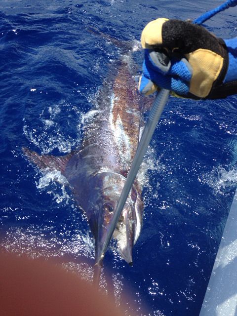 xareu-fishing-madeira-28
