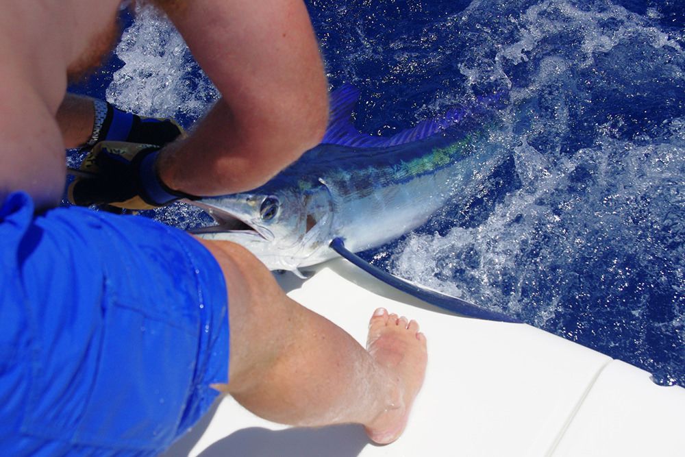 xareu-fishing-madeira-43
