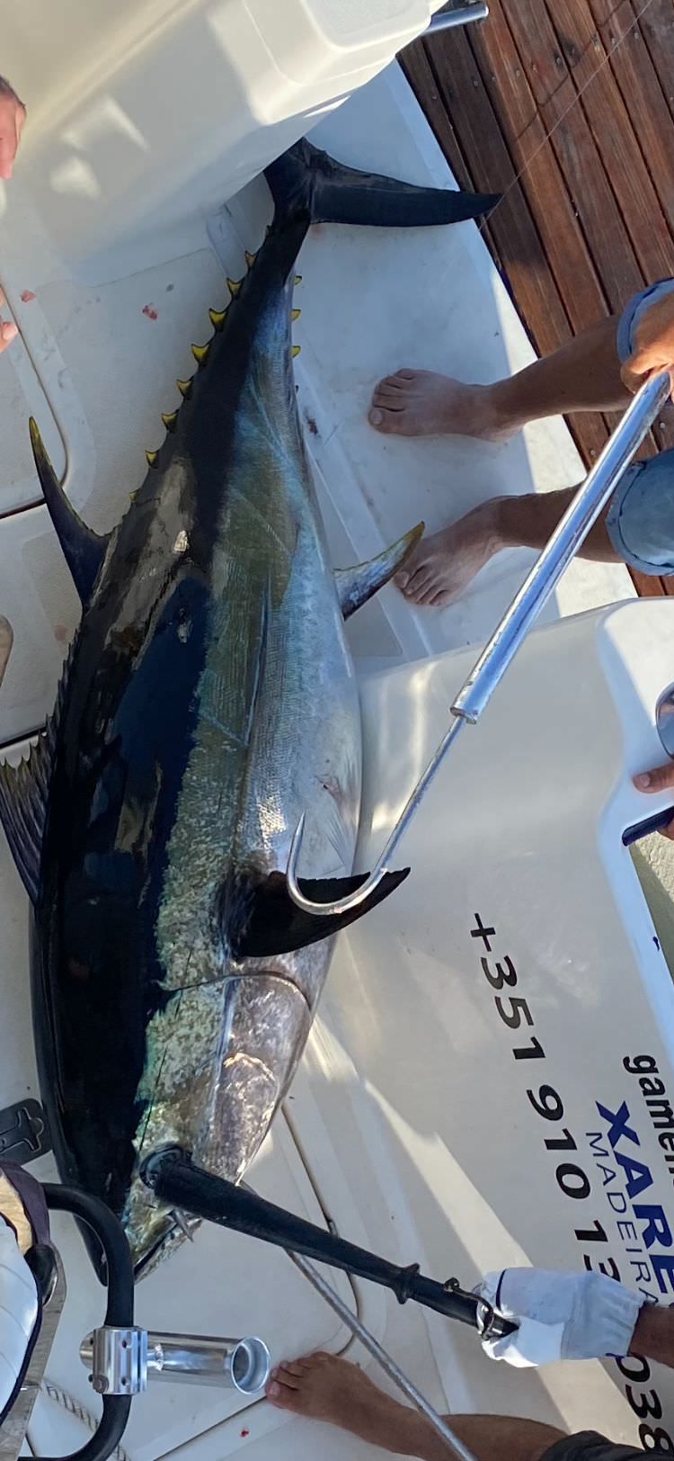 sport-fishing-madeira-29