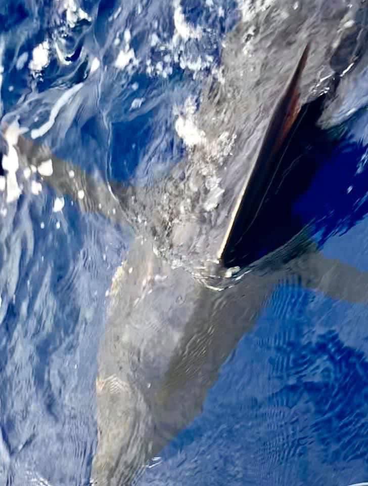 sport-fishing-madeira-40